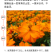 硫华菊种子硫化菊种籽子四季播种花卉种孑黄秋英硫黄菊花籽