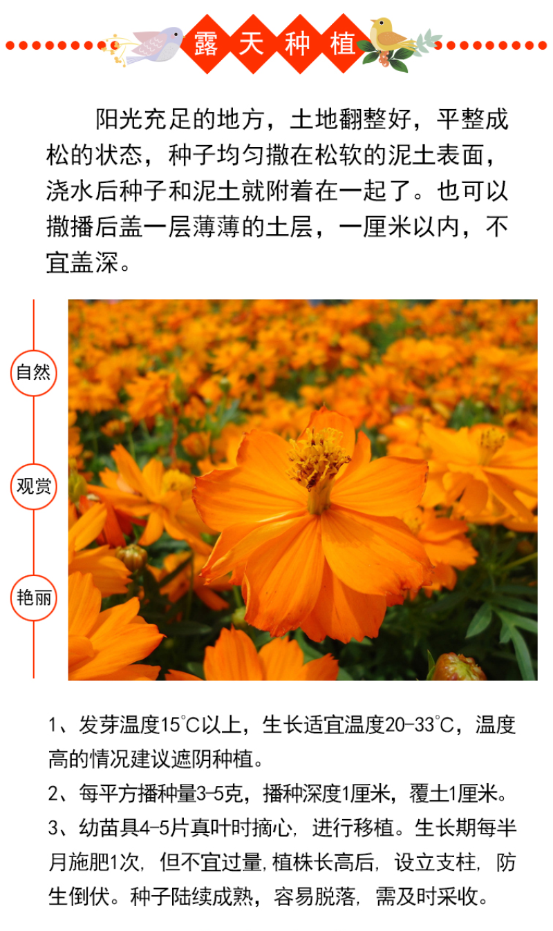硫华菊种子硫化菊种籽子四季播种花卉种孑黄秋英硫黄菊花籽