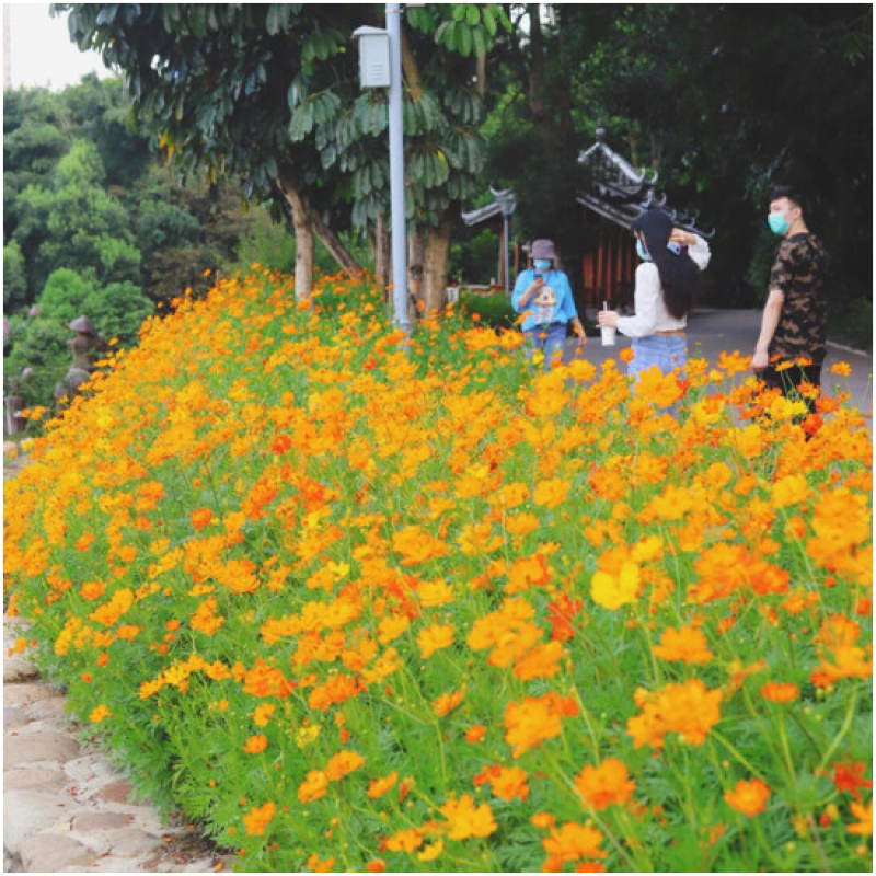 硫华菊种子硫化菊种籽子四季播种花卉种孑黄秋英硫黄菊花籽