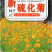 硫华菊种子硫化菊种籽子四季播种花卉种孑黄秋英硫黄菊花籽