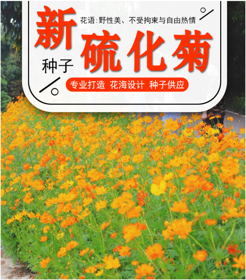 硫华菊种子硫化菊种籽子四季播种花卉种孑黄秋英硫黄菊花籽