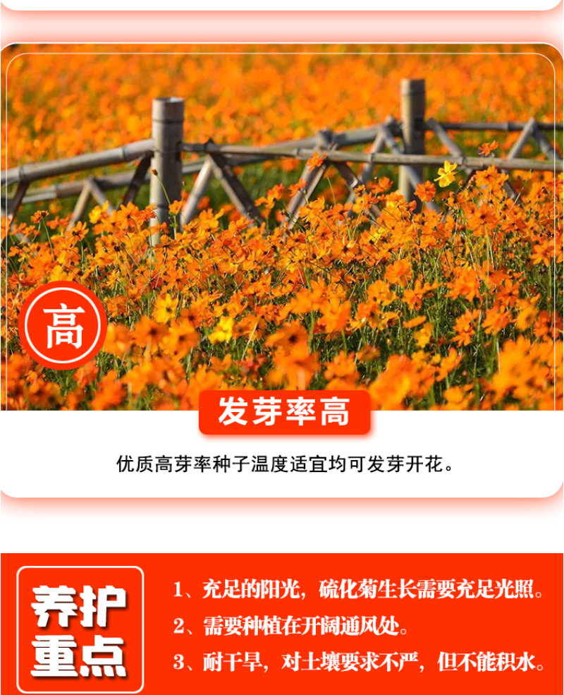 硫华菊种子硫化菊种籽子四季播种花卉种孑黄秋英硫黄菊花籽
