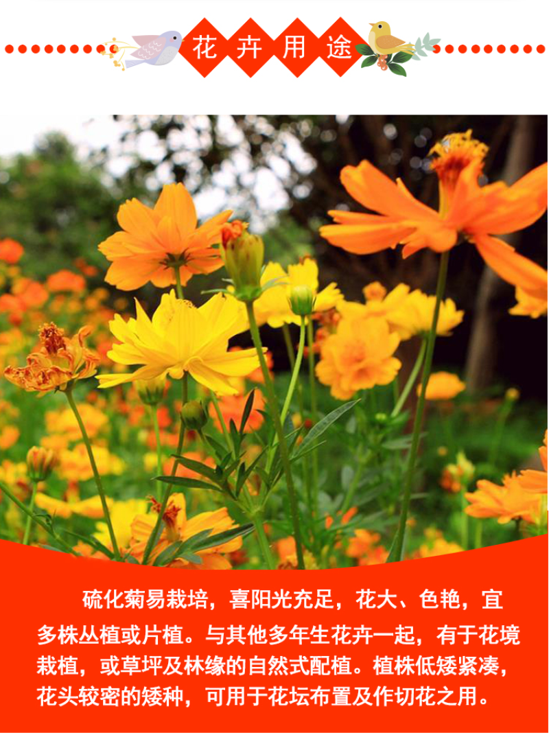 硫华菊种子硫化菊种籽子四季播种花卉种孑黄秋英硫黄菊花籽