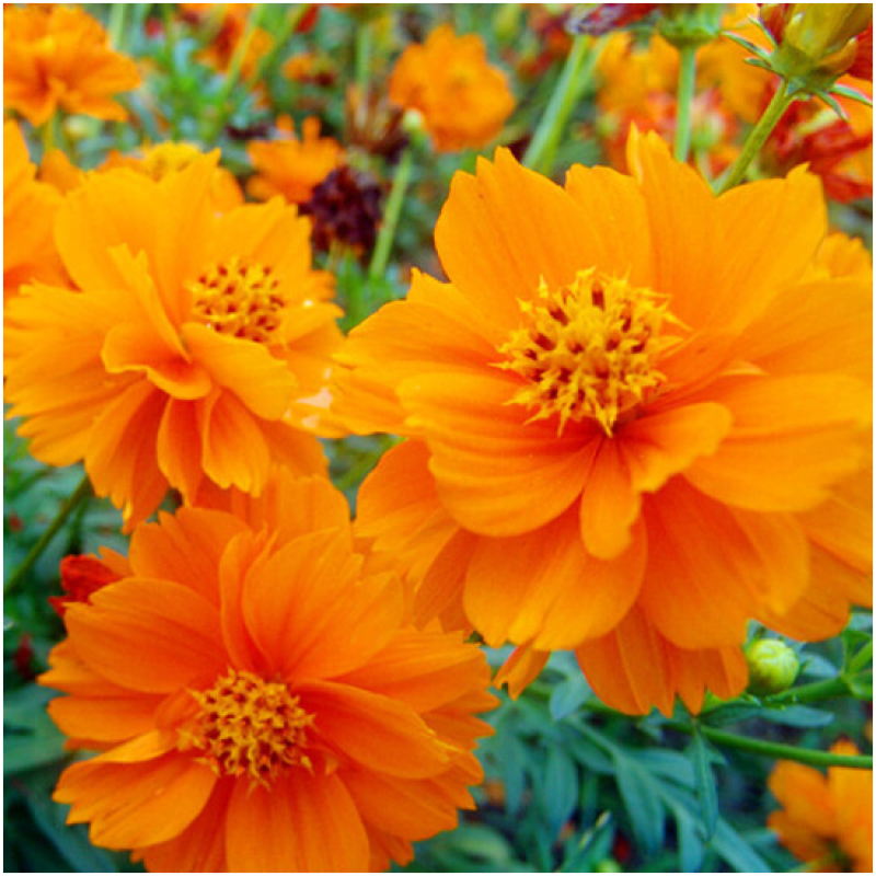 硫华菊种子硫化菊种籽子四季播种花卉种孑黄秋英硫黄菊花籽