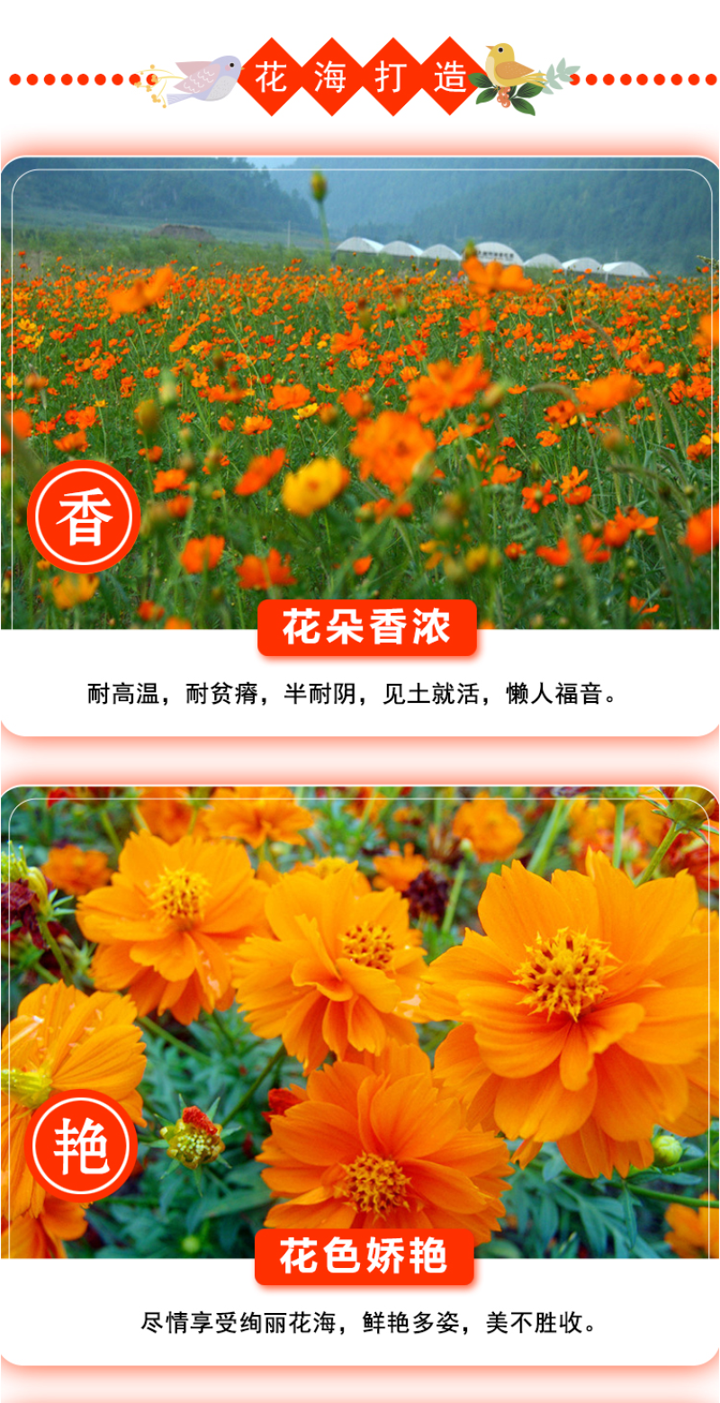 硫华菊种子硫化菊种籽子四季播种花卉种孑黄秋英硫黄菊花籽