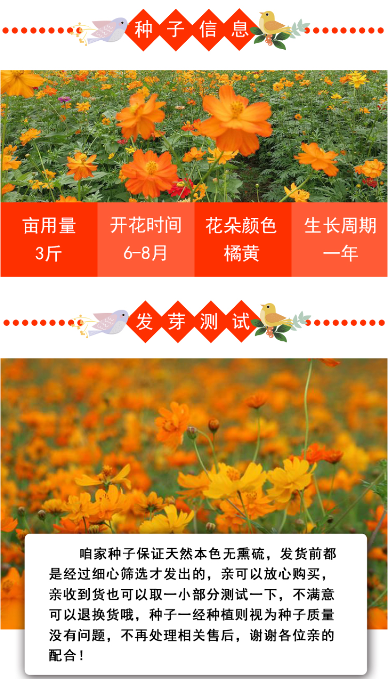 硫华菊种子硫化菊种籽子四季播种花卉种孑黄秋英硫黄菊花籽