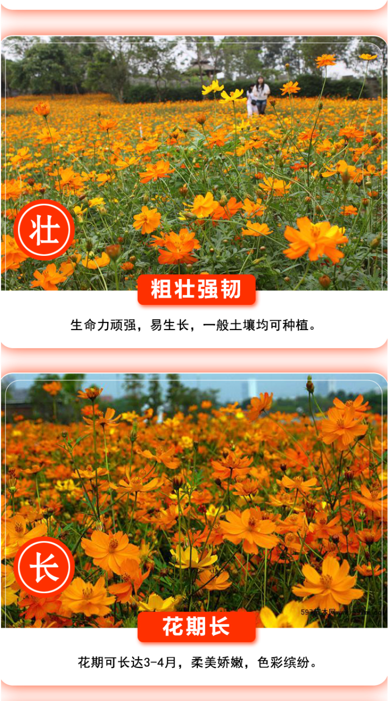 硫华菊种子硫化菊种籽子四季播种花卉种孑黄秋英硫黄菊花籽