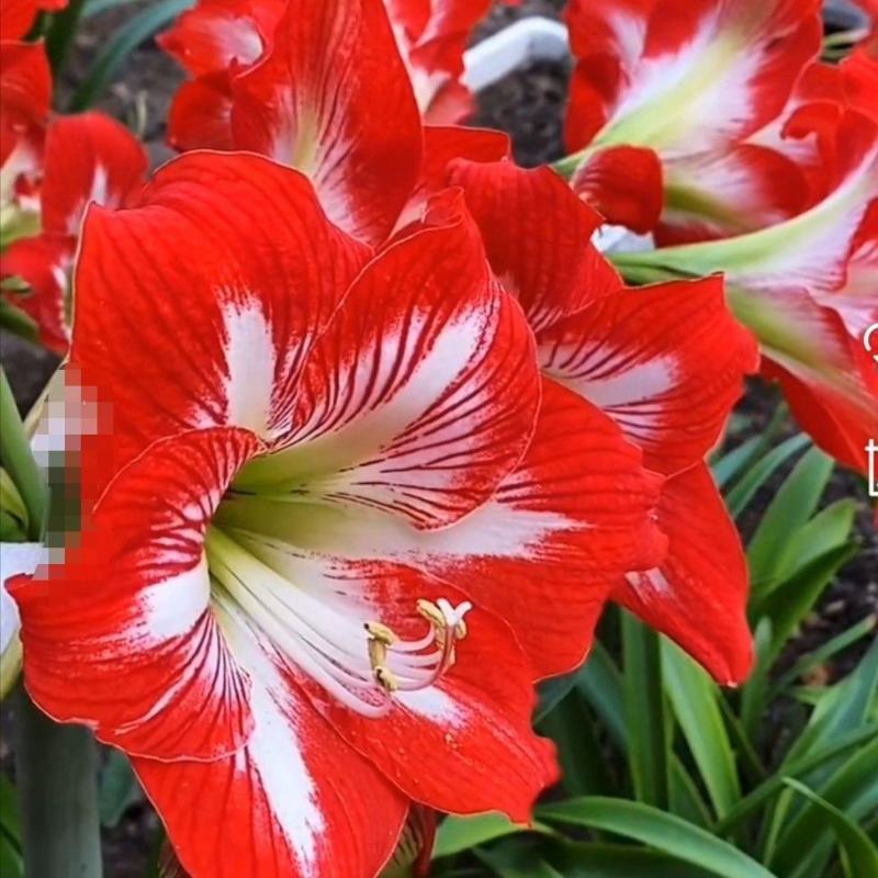 荷兰朱顶红种球庭院种植花卉盆栽室内花苗开花