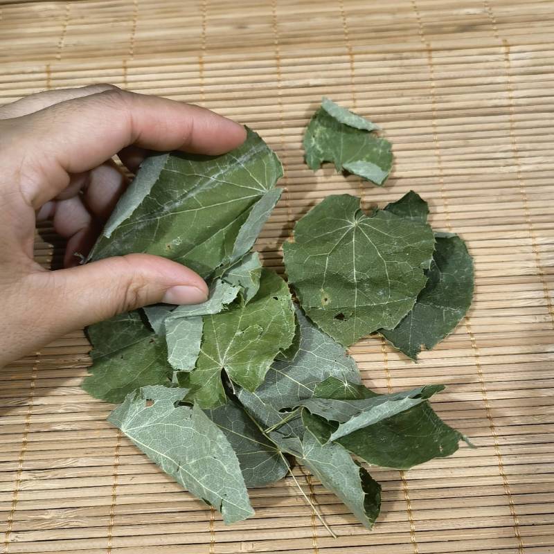 淫羊藿产地甘肃实物拍摄颜色好看纯青货质量保证