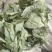 淫羊藿产地甘肃实物拍摄颜色好看纯青货质量保证