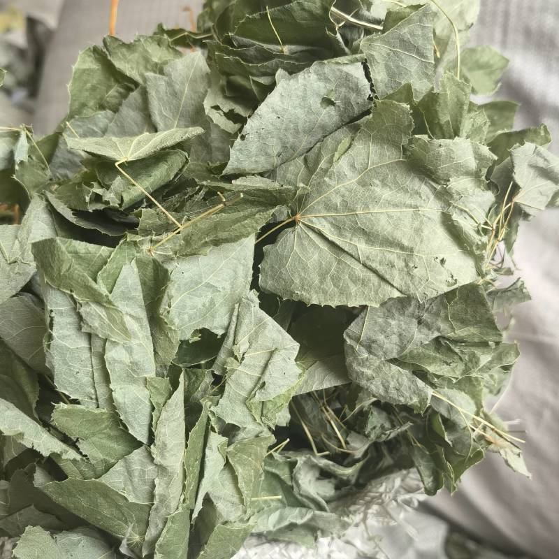 淫羊藿产地甘肃实物拍摄颜色好看纯青货质量保证