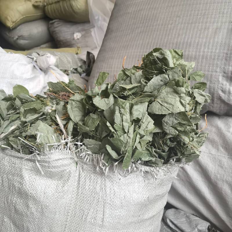 淫羊藿产地甘肃实物拍摄颜色好看纯青货质量保证