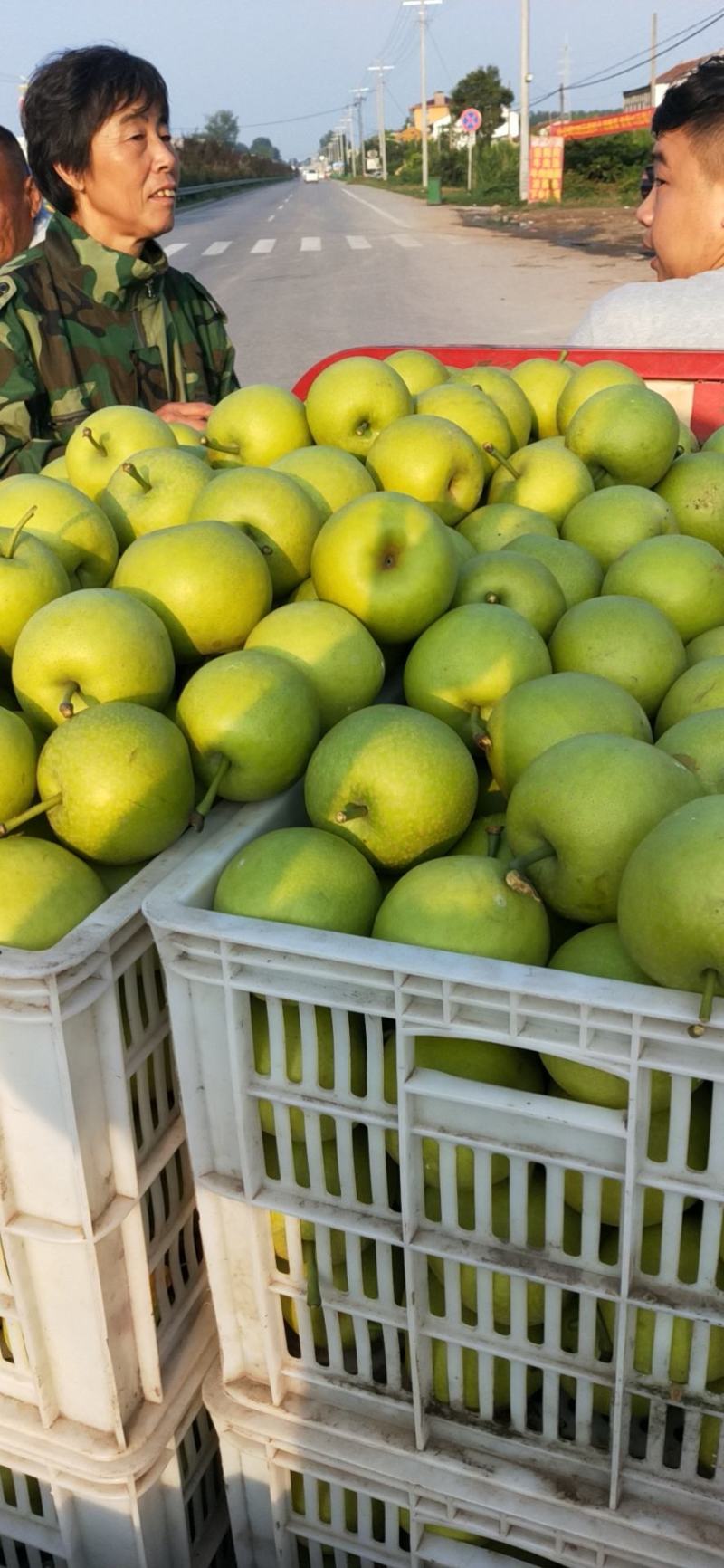 万亩精品皇冠梨，化渣好，圆黄翠冠光果套袋个大脆甜大园货