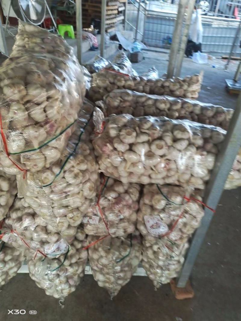 【精选】精品大蒜江苏精品干蒜一手货源质优价优欢迎咨询
