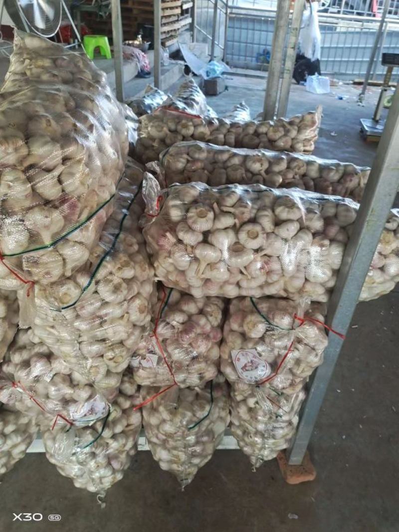 【精选】精品大蒜江苏精品干蒜一手货源质优价优欢迎咨询