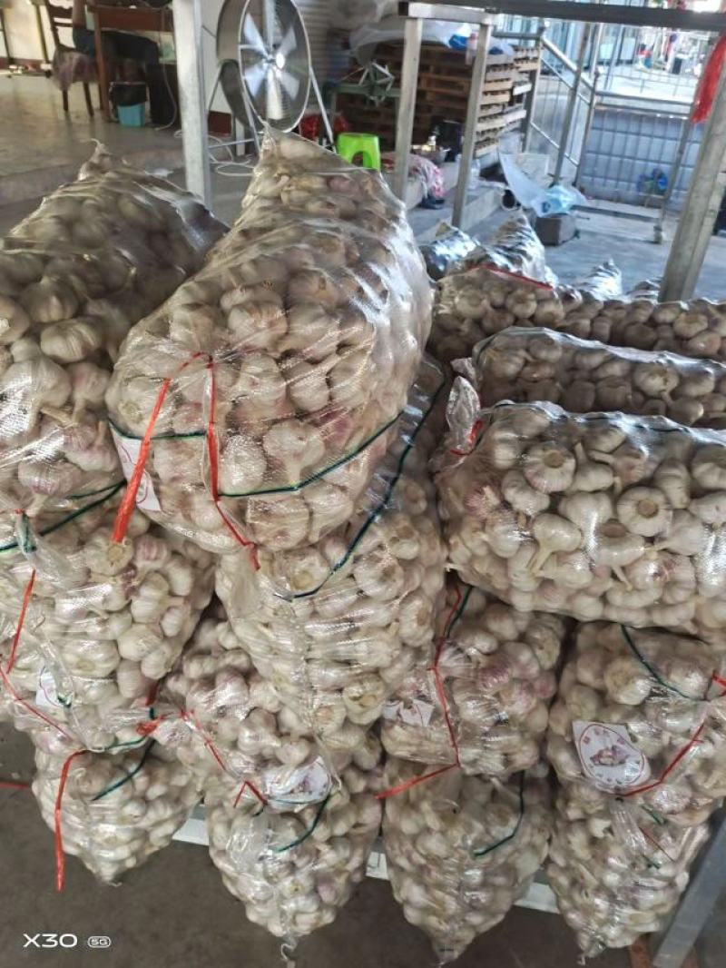 【精选】精品大蒜江苏精品干蒜一手货源质优价优欢迎咨询