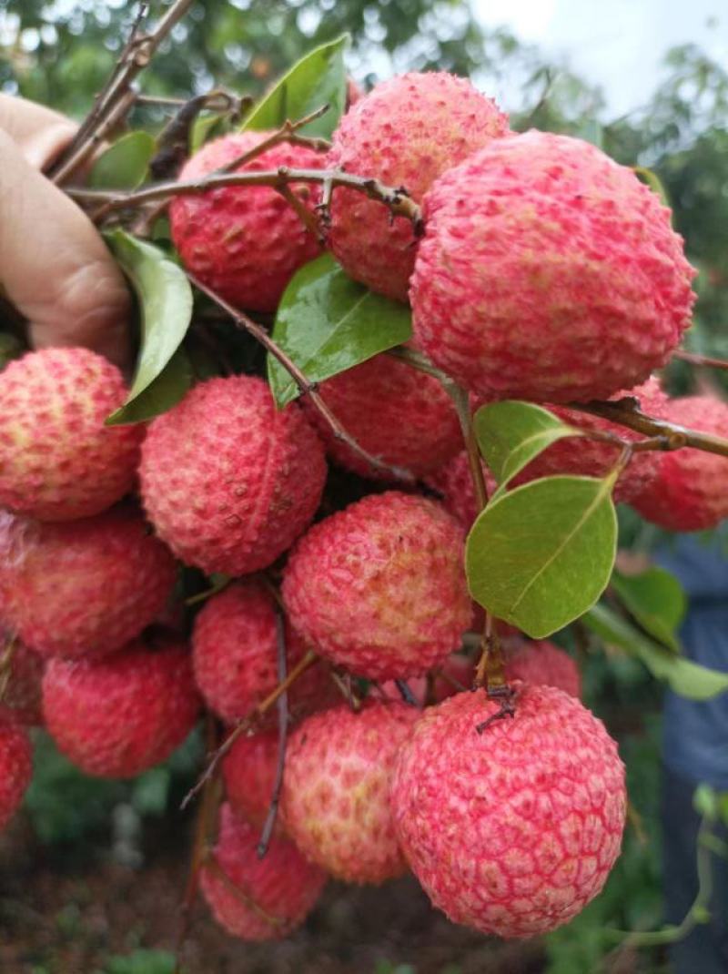 广东桂味荔枝桂味贵味细核荔枝新鲜采摘即将上市