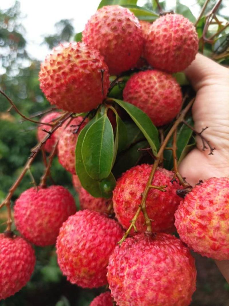 广东桂味荔枝桂味贵味细核荔枝新鲜采摘即将上市