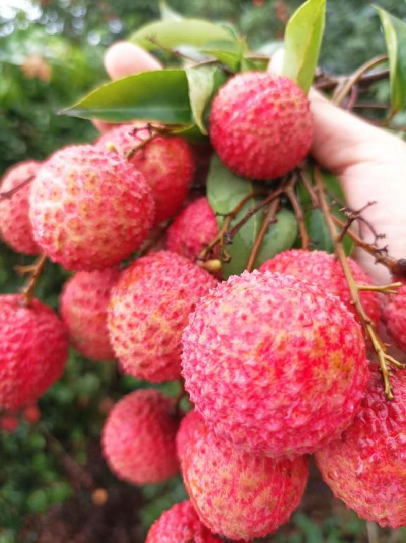 广东桂味荔枝桂味贵味细核荔枝新鲜采摘即将上市