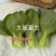 夏秋青梗菜种子晓富大阪夏力青梗菜无焦心耐热耐雨品质好
