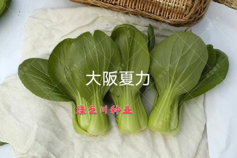 夏秋青梗菜种子晓富大阪夏力青梗菜无焦心耐热耐雨品质好
