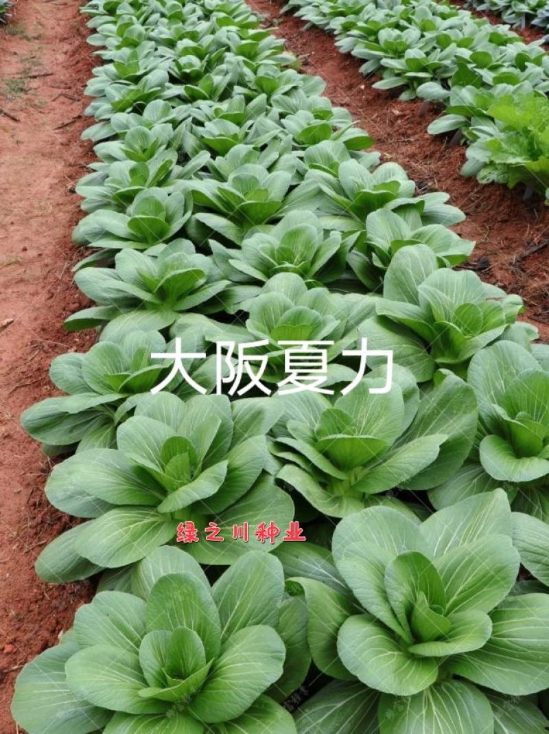 夏秋青梗菜种子晓富大阪夏力青梗菜无焦心耐热耐雨品质好