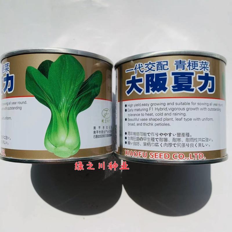 夏秋青梗菜种子晓富大阪夏力青梗菜无焦心耐热耐雨品质好
