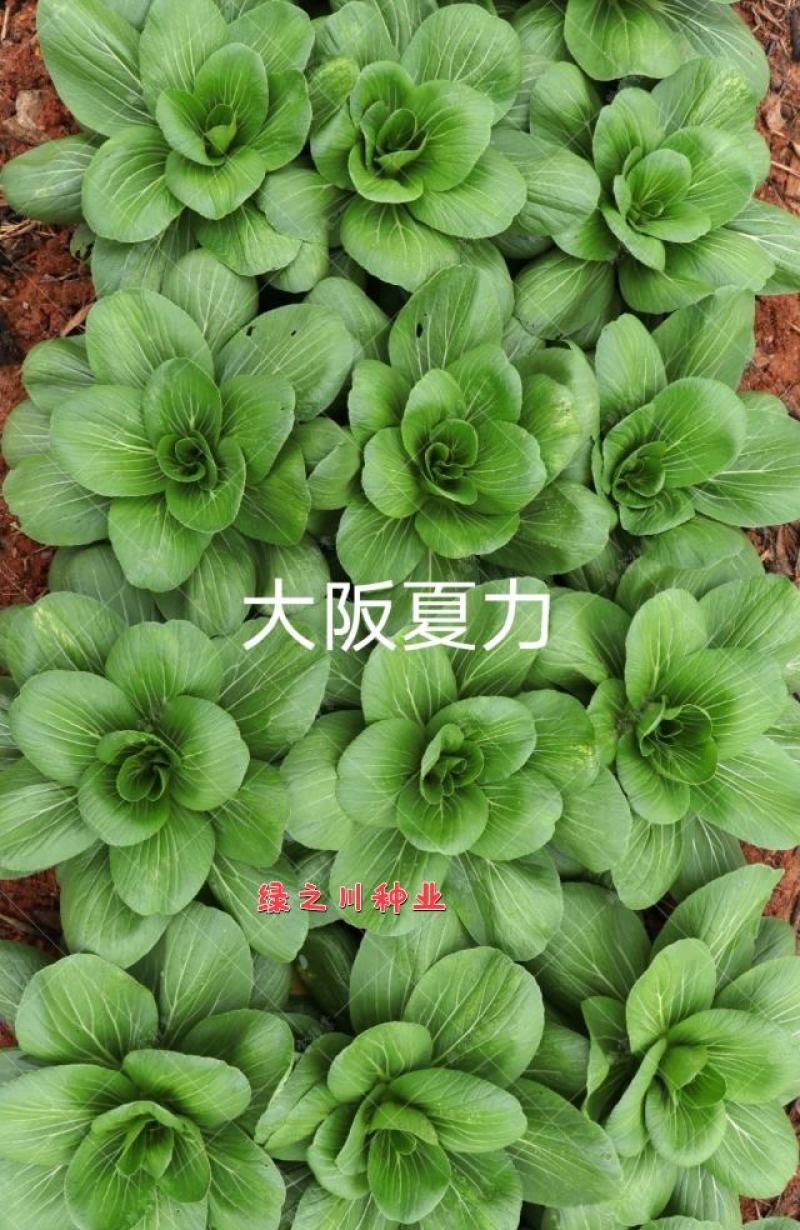 夏秋青梗菜种子晓富大阪夏力青梗菜无焦心耐热耐雨品质好