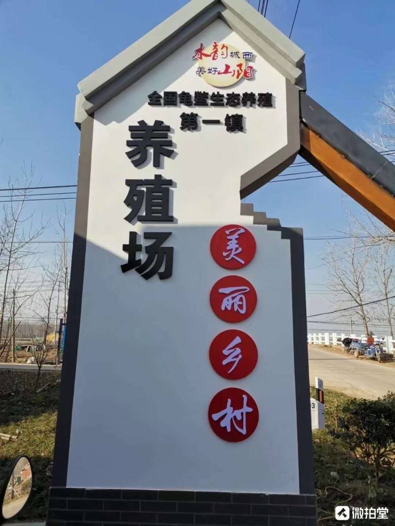 苏北大头粗亮金线草龟蛋8只+2只运损蛋
