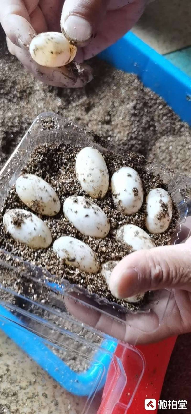 苏北大头粗亮金线草龟蛋8只+2只运损蛋