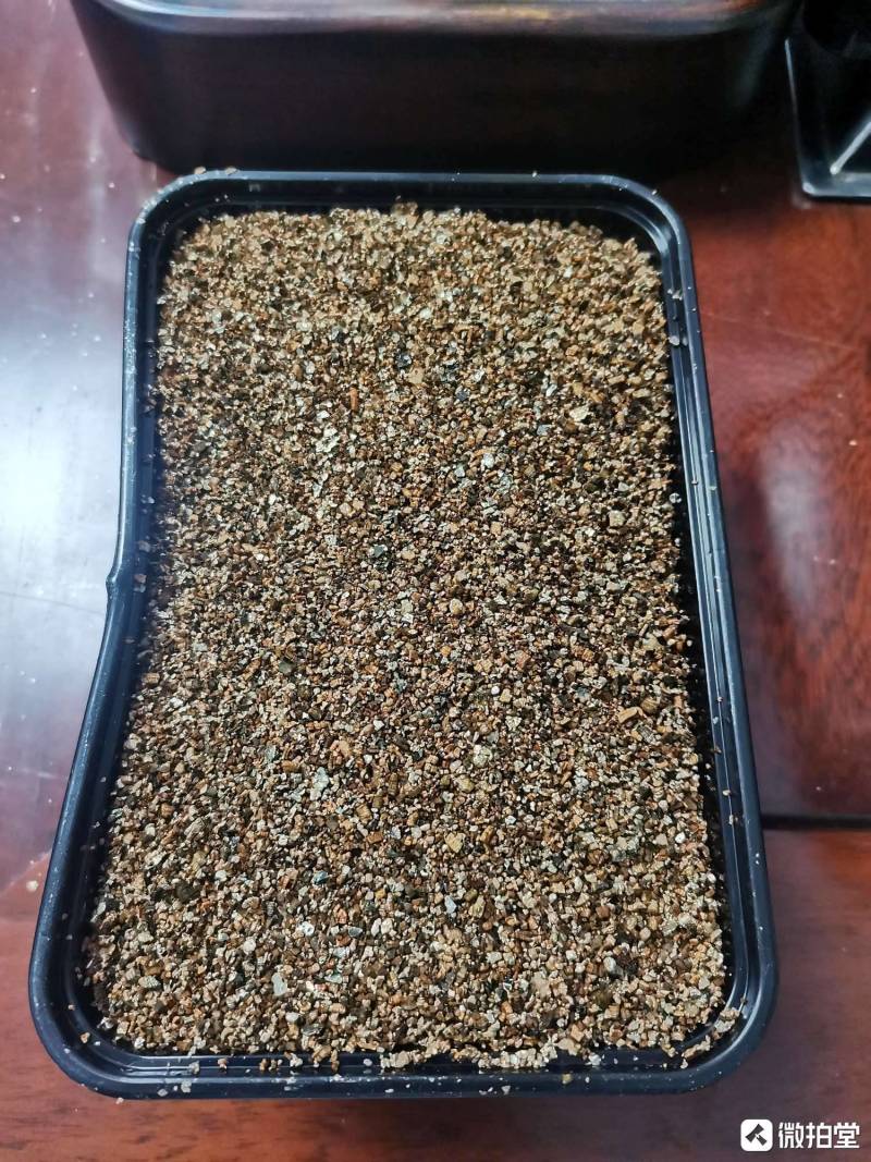苏北大头粗亮金线草龟蛋8只+2只运损蛋