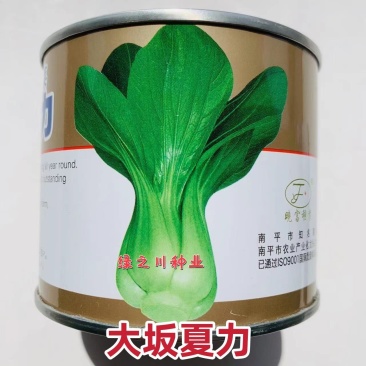 夏秋青梗菜种子晓富大阪夏力青梗菜无焦心耐热耐雨品质好
