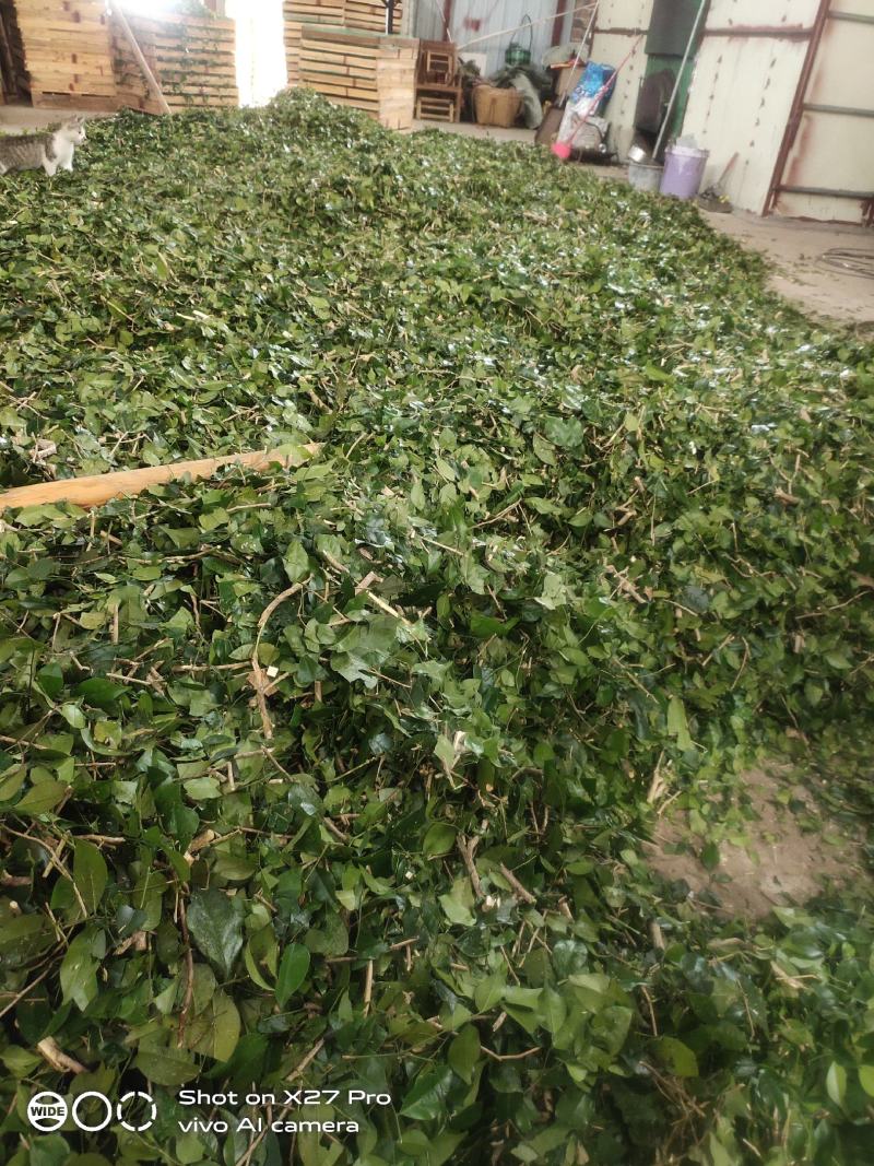 畅销产品九里香广西基地直供欢迎老板咨询选购