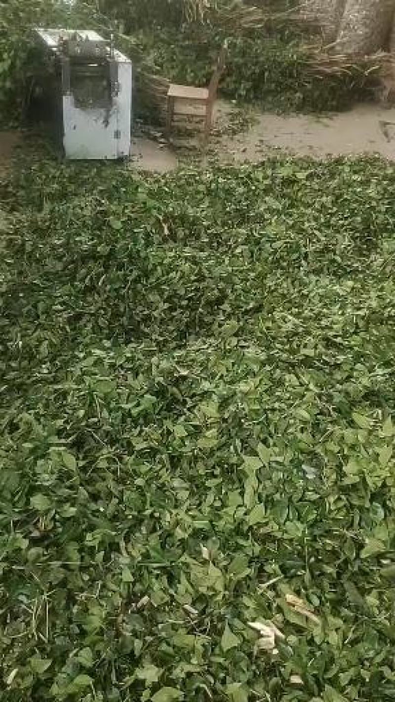 畅销产品九里香广西基地直供欢迎老板咨询选购