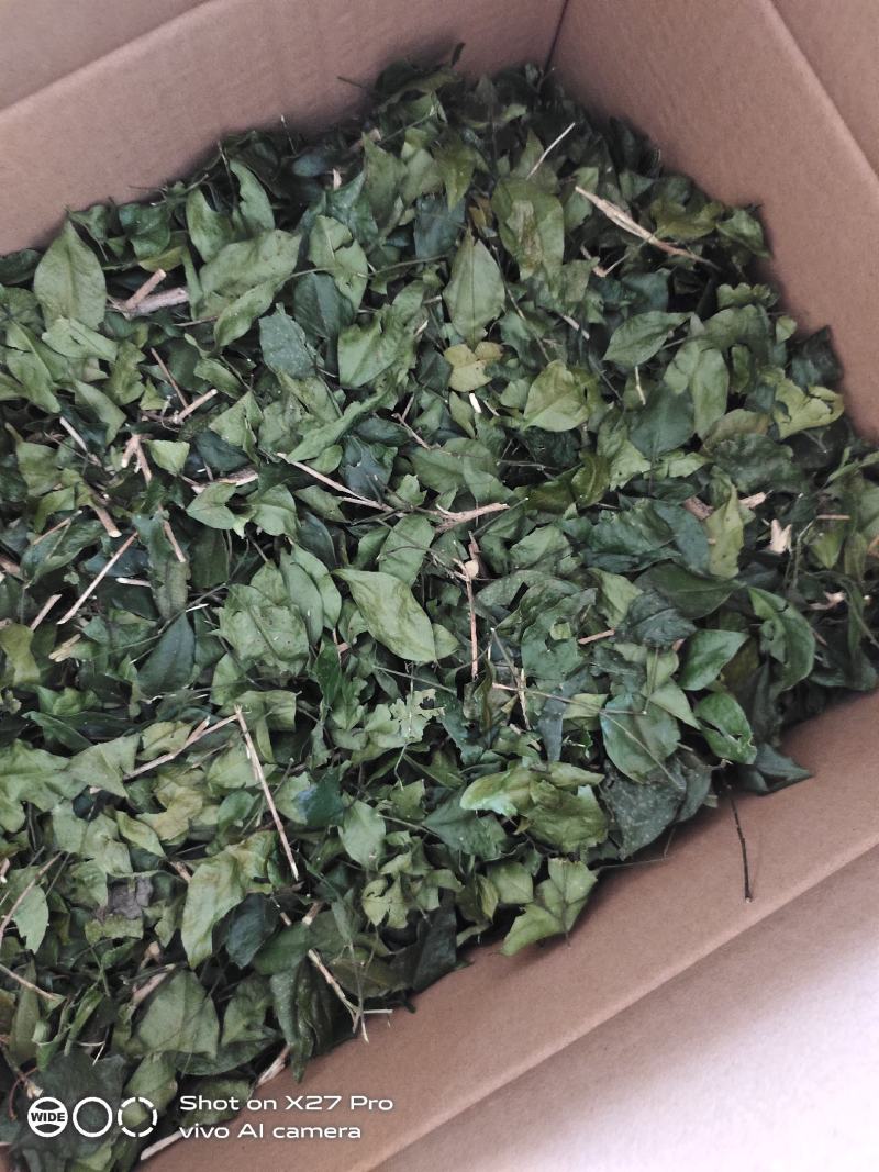 畅销产品九里香广西基地直供欢迎老板咨询选购