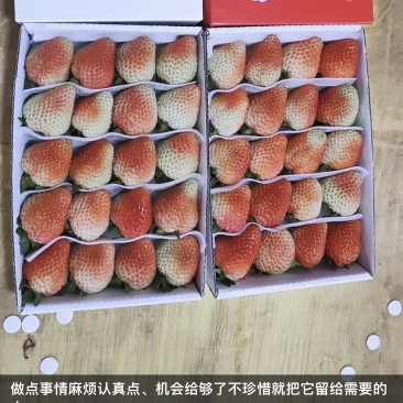 蒙特瑞草莓