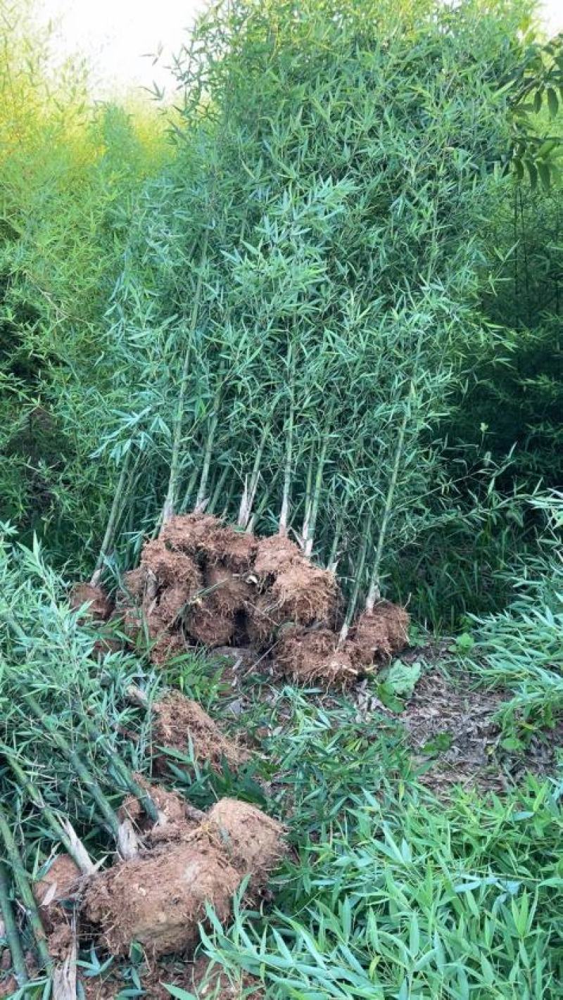 罗汉竹