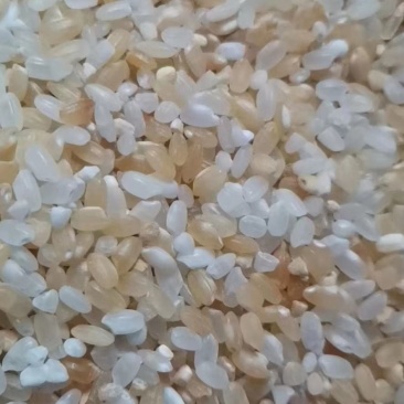 饲料米