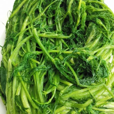 茴香茴香菜茴香鲜菜速冻蔬菜