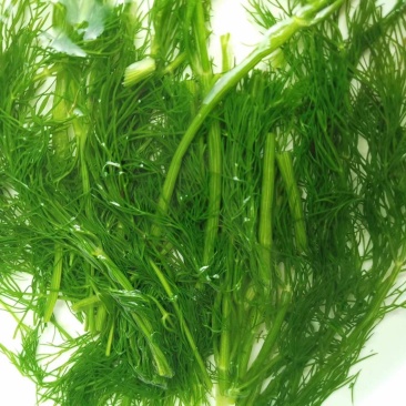 茴香茴香菜茴香鲜菜速冻蔬菜批发茴香速冻蔬菜，速冻保存