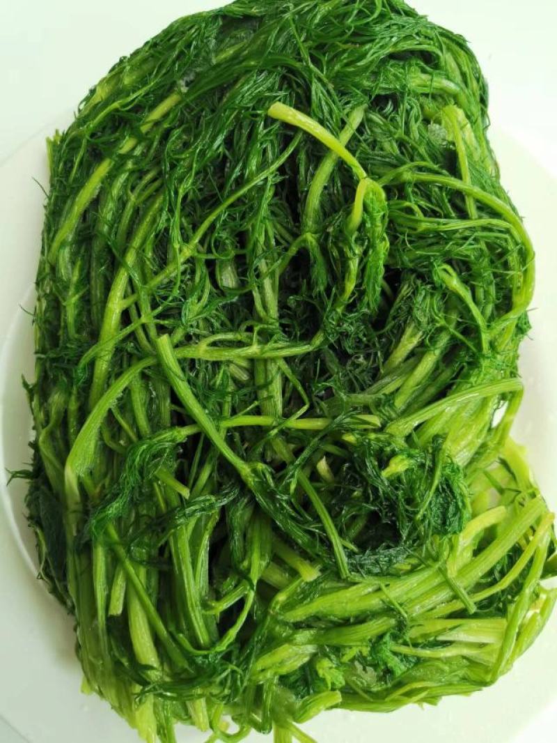 茴香茴香菜茴香鲜菜速冻蔬菜批发茴香速冻蔬菜，速冻保存