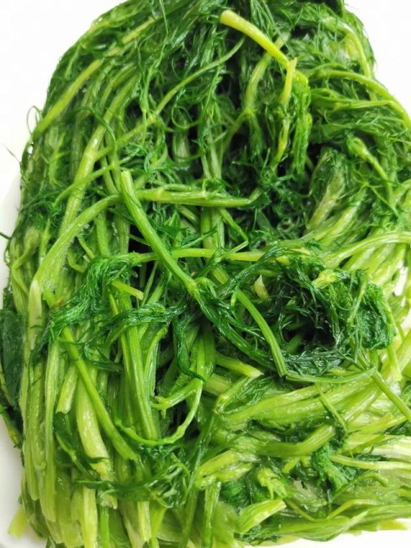 茴香茴香菜茴香鲜菜速冻蔬菜批发茴香速冻蔬菜，速冻保存