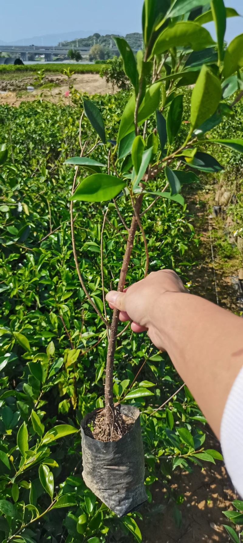 山体复绿，小叶榕
