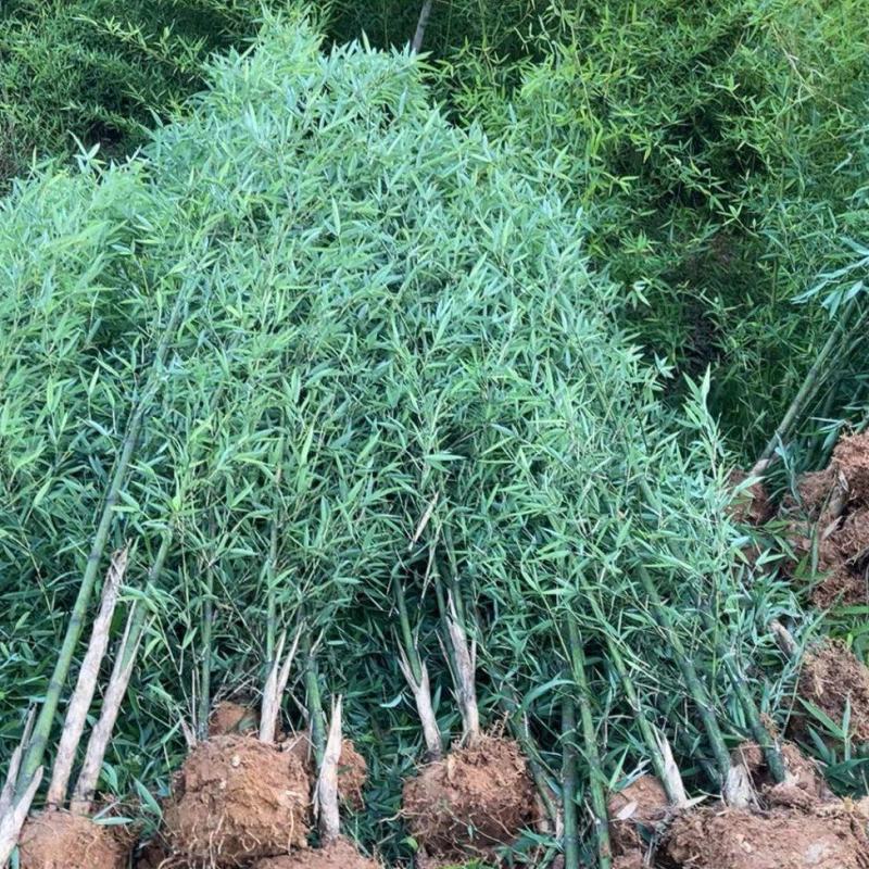 罗汉竹