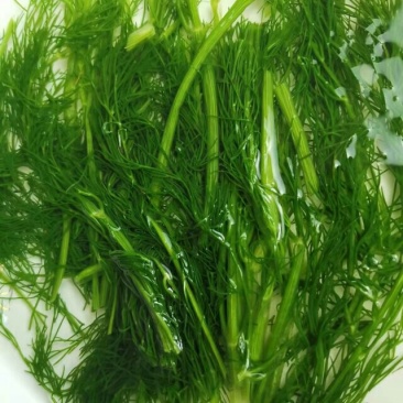 茴香茴香苗茴香菜茴香鲜菜速冻蔬菜批发