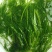 茴香茴香苗茴香菜茴香鲜菜速冻蔬菜批发