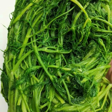 茴香茴香苗茴香菜茴香鲜菜速冻蔬菜