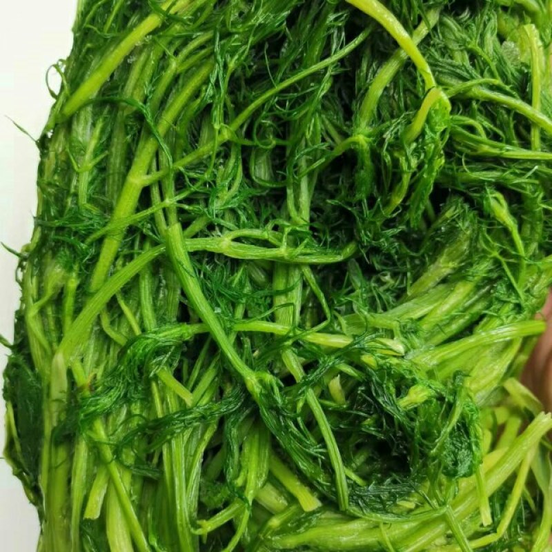 茴香茴香苗茴香菜茴香鲜菜速冻蔬菜
