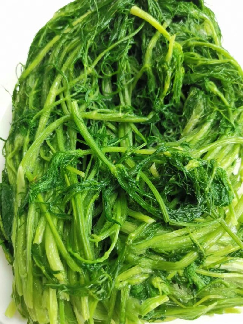 茴香茴香苗茴香菜茴香鲜菜速冻蔬菜