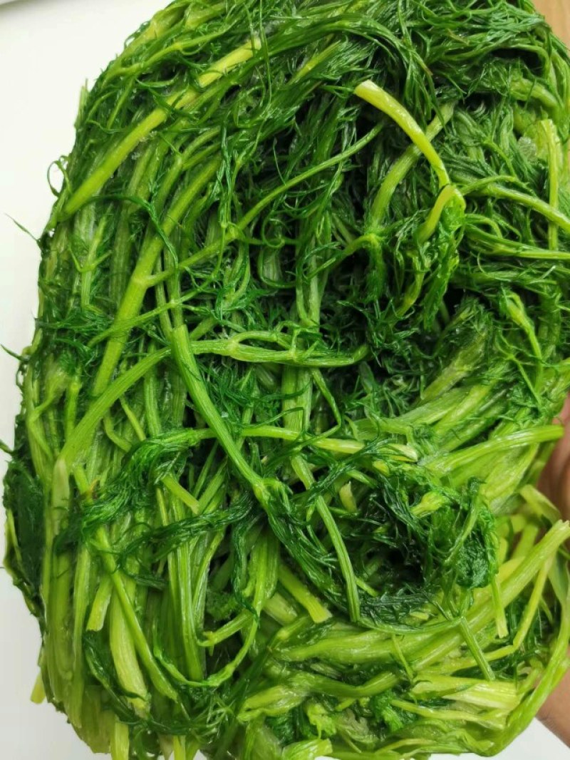 茴香茴香苗茴香菜茴香鲜菜速冻蔬菜